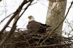 Bald and beautiful: Rare eagle protects her nest